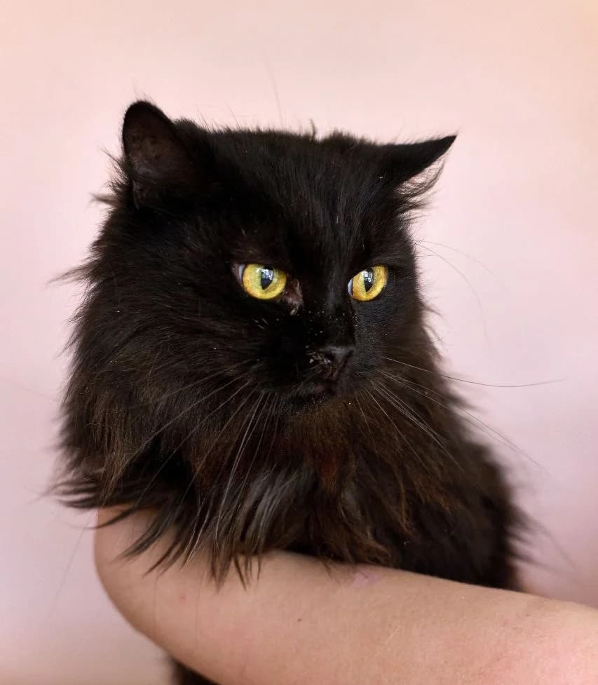 Yume (Юме), Mixed Breed for adoption at PetCare Притулок для котів (Ужгород), Uzhhorod