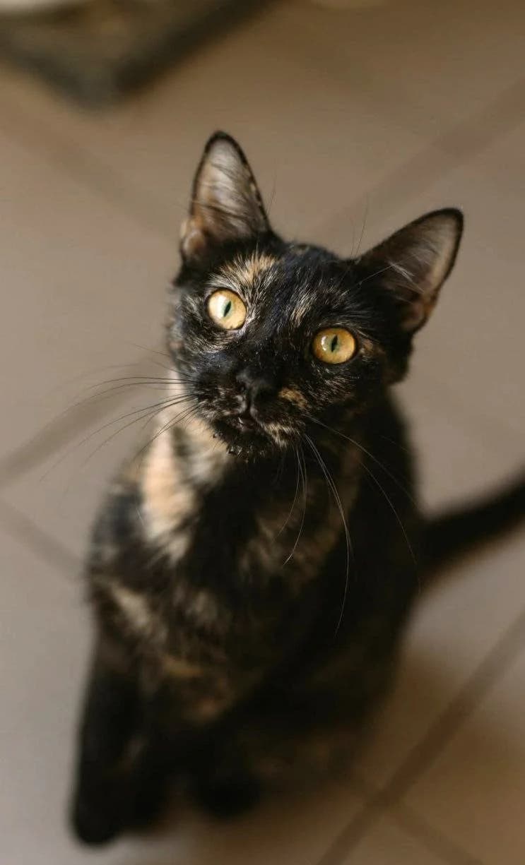 Zhivchik (Живчик), Mixed Breed for adoption at PetCare Притулок для котів (Ужгород), Uzhhorod