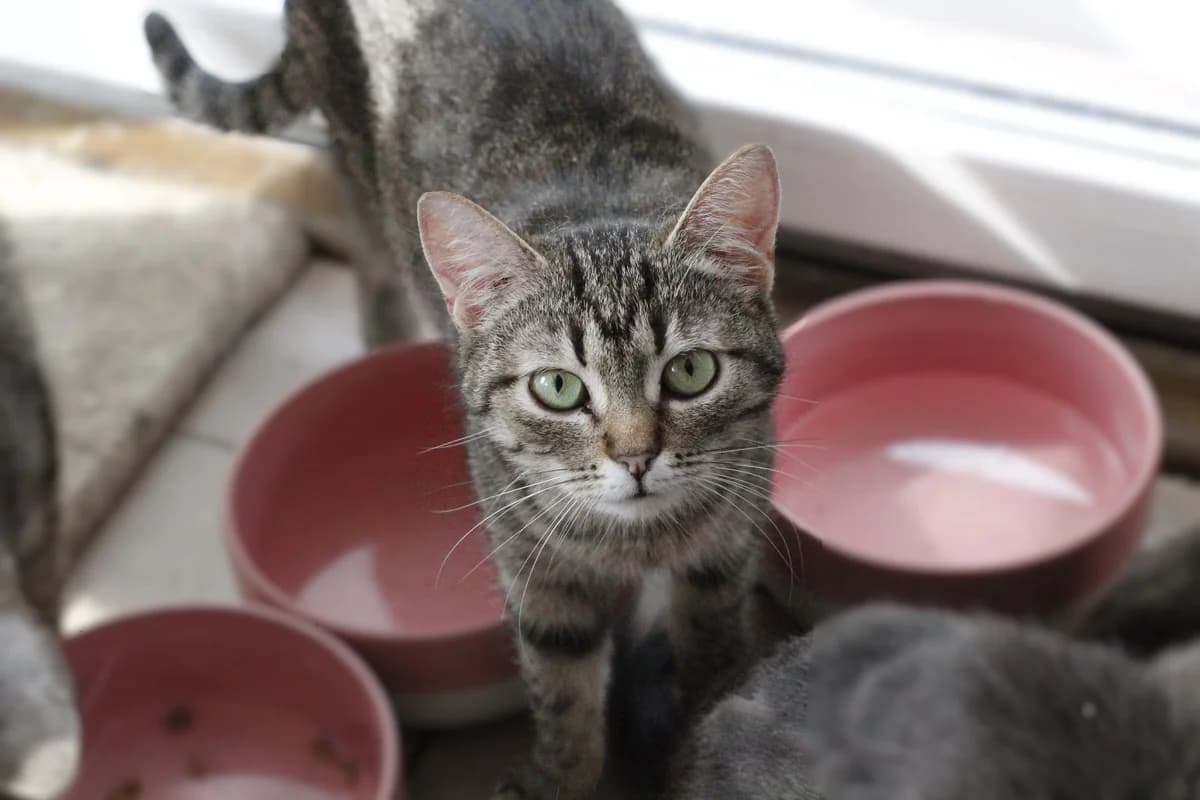 Lara (Лара), Mixed Breed for adoption at PetCare Притулок для котів (Ужгород), Uzhhorod