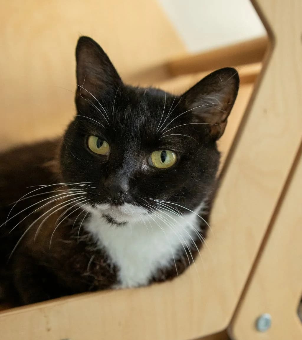 Grendma (Грендма), Mixed Breed for adoption at PetCare Притулок для котів (Ужгород), Uzhhorod