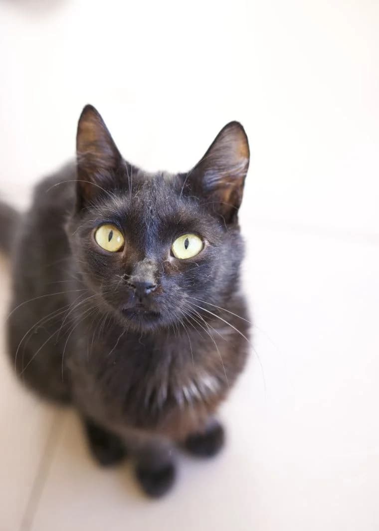 Kira (Кіра), Mixed Breed for adoption at PetCare Притулок для котів (Ужгород), Uzhhorod
