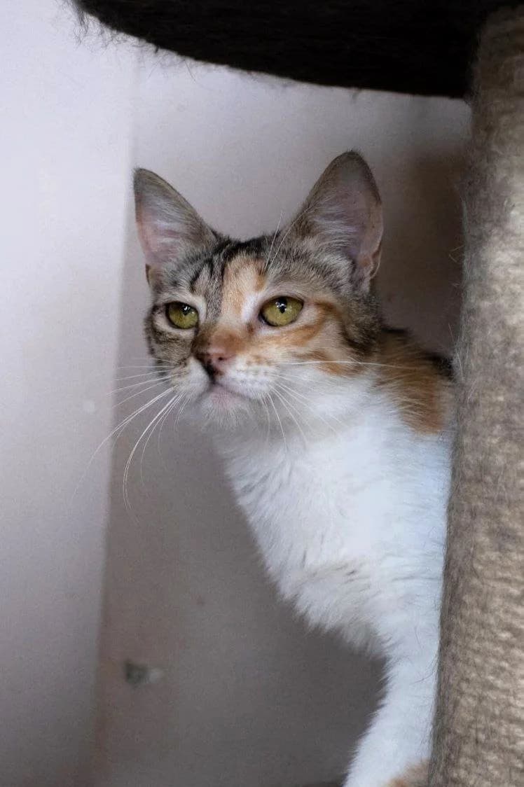 Kuraga (Курага), Mixed Breed for adoption at PetCare Притулок для котів (Ужгород), Uzhhorod