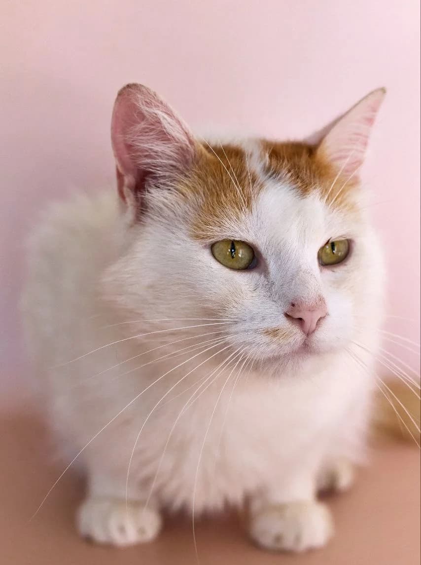 Pryanik (Пряник), Mixed Breed for adoption at PetCare Притулок для котів (Ужгород), Uzhhorod