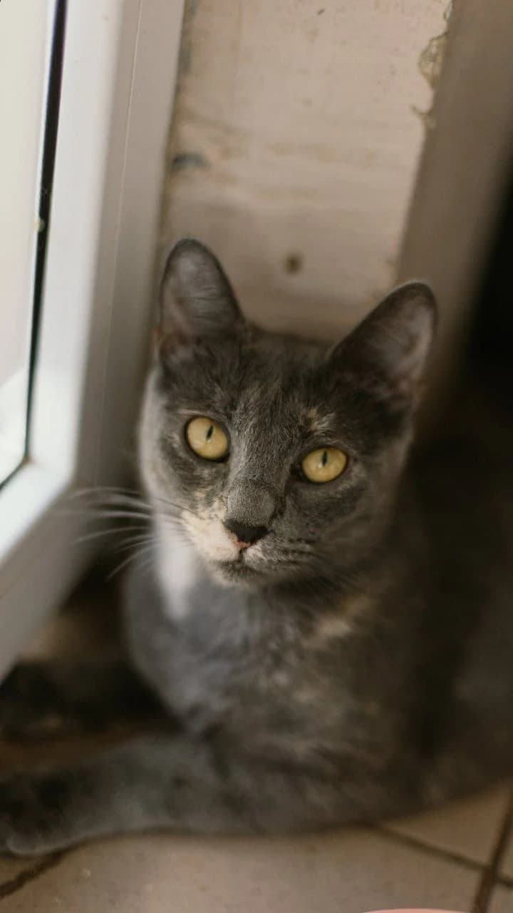 Shila (Шила), Mixed Breed for adoption at PetCare Притулок для котів (Ужгород), Uzhhorod