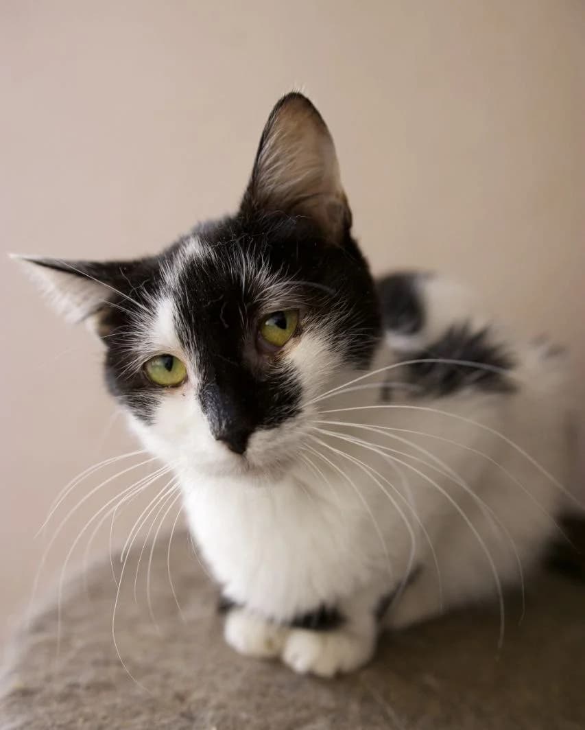 Tamago (Тамаго), Mixed Breed for adoption at PetCare Притулок для котів (Ужгород), Uzhhorod