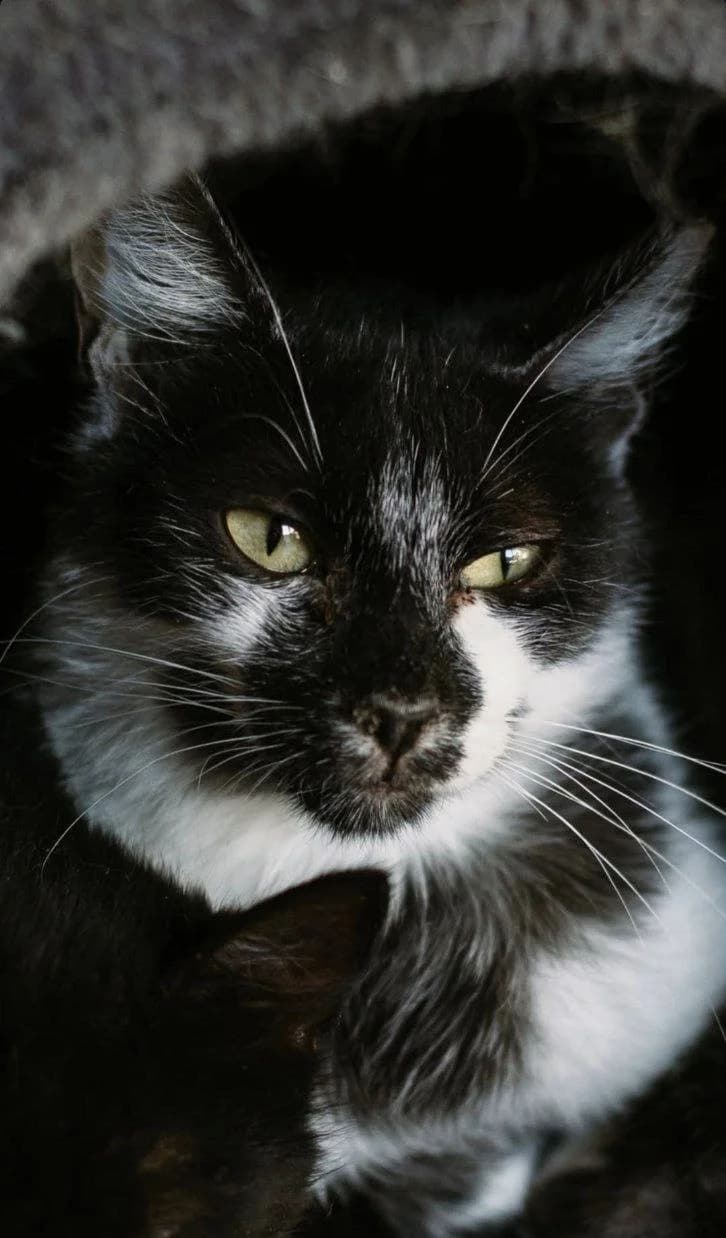 Yenot (Єнот), Mixed Breed for adoption at PetCare Притулок для котів (Ужгород), Uzhhorod