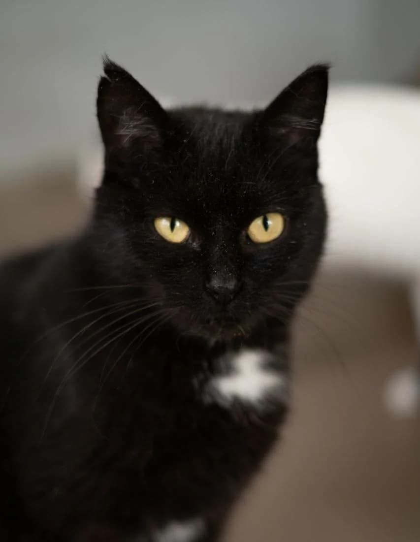 Fiya (Фія), Mixed Breed for adoption at PetCare Притулок для котів (Ужгород), Uzhhorod