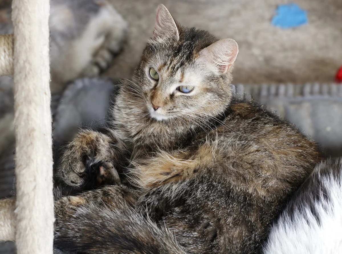 Silva (Сільва), Mixed Breed for adoption at PetCare Притулок для котів (Ужгород), Uzhhorod