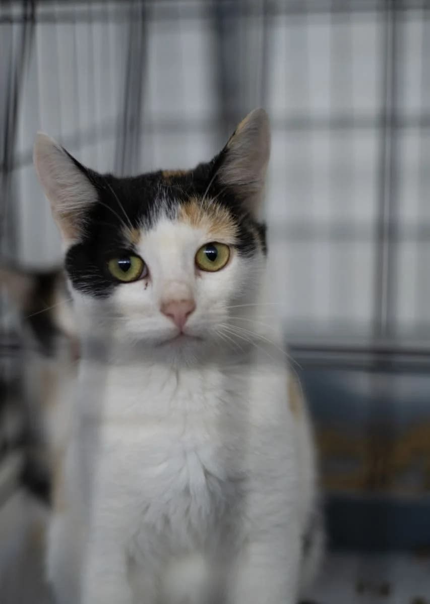 Kiva (Ківа), Mixed Breed for adoption at PetCare Притулок для котів (Ужгород), Uzhhorod