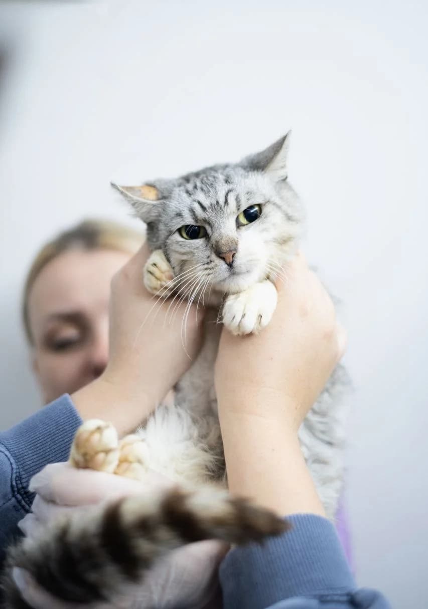 Miki (Мікі), Mixed Breed for adoption at PetCare Притулок для котів (Ужгород), Uzhhorod