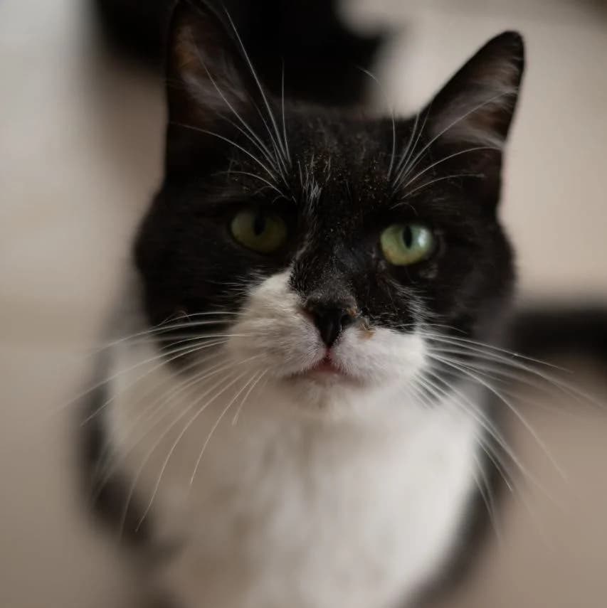 Piomi (Піомі), Mixed Breed for adoption at PetCare Притулок для котів (Ужгород), Uzhhorod