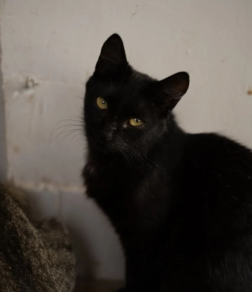 Toma (Тома), Mixed Breed for adoption at PetCare Притулок для котів (Ужгород), Uzhhorod