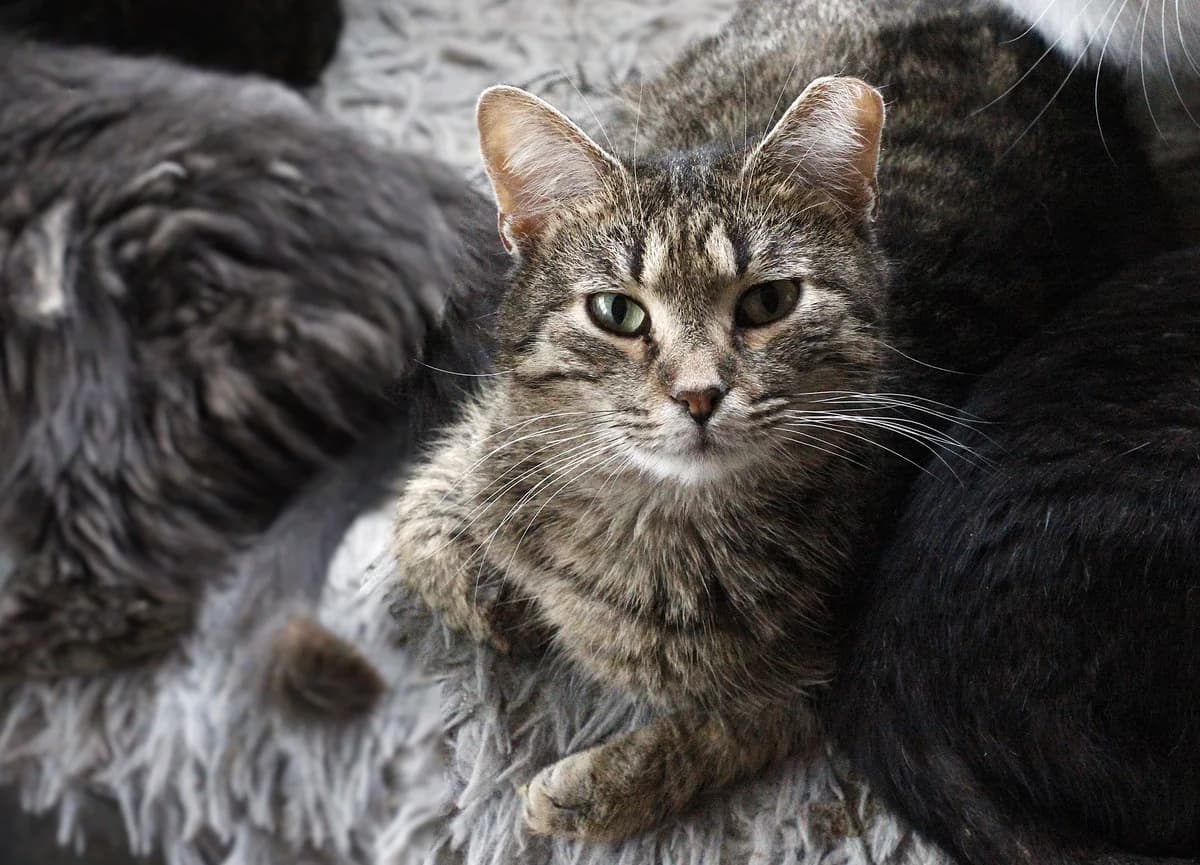 Ayris (Айріс), Mixed Breed for adoption at PetCare Притулок для котів (Ужгород), Uzhhorod