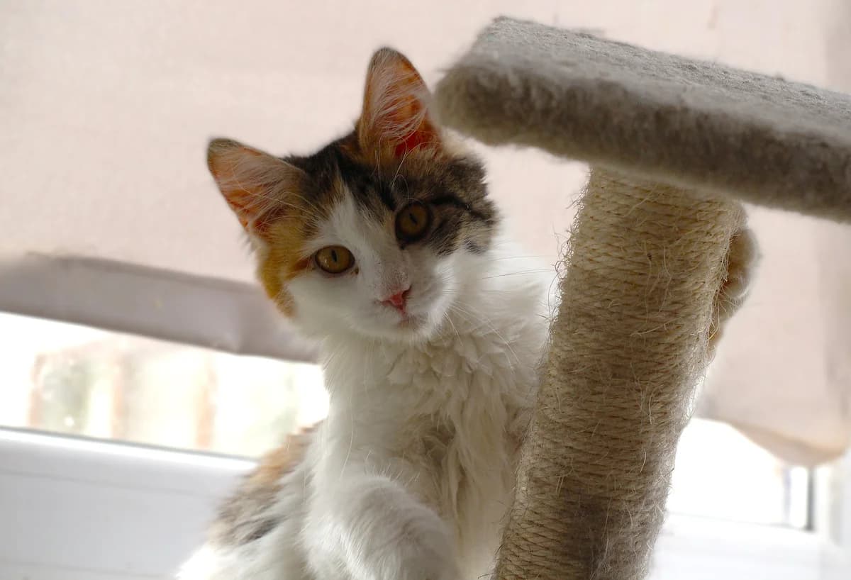 Steysi (Стейсі), Mixed Breed for adoption at PetCare Притулок для котів (Ужгород), Uzhhorod