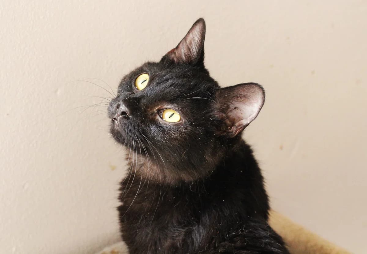 Breya (Брея), Mixed Breed for adoption at PetCare Притулок для котів (Ужгород), Uzhhorod