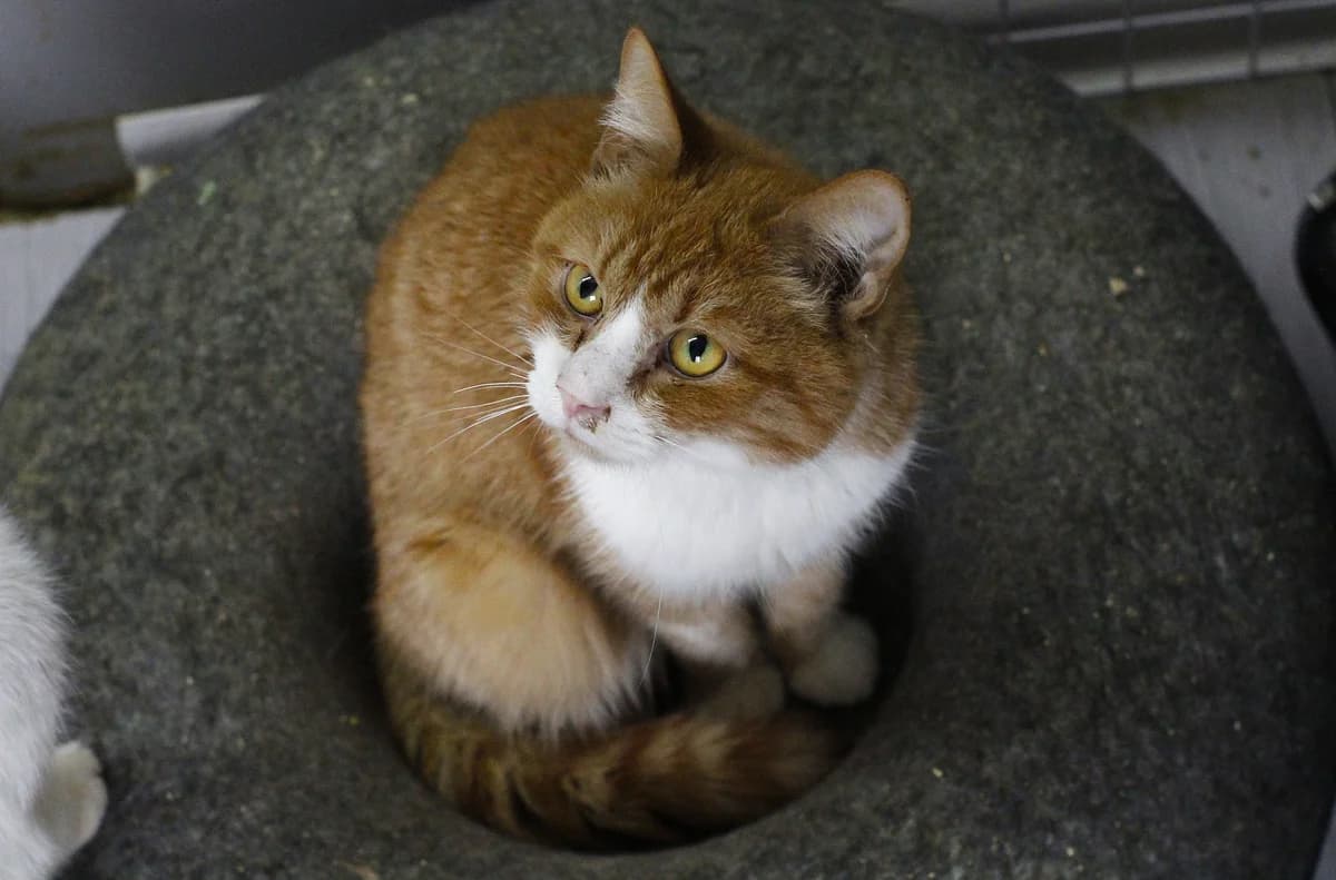 Ronni (Ронні), Mixed Breed for adoption at PetCare Притулок для котів (Ужгород), Uzhhorod