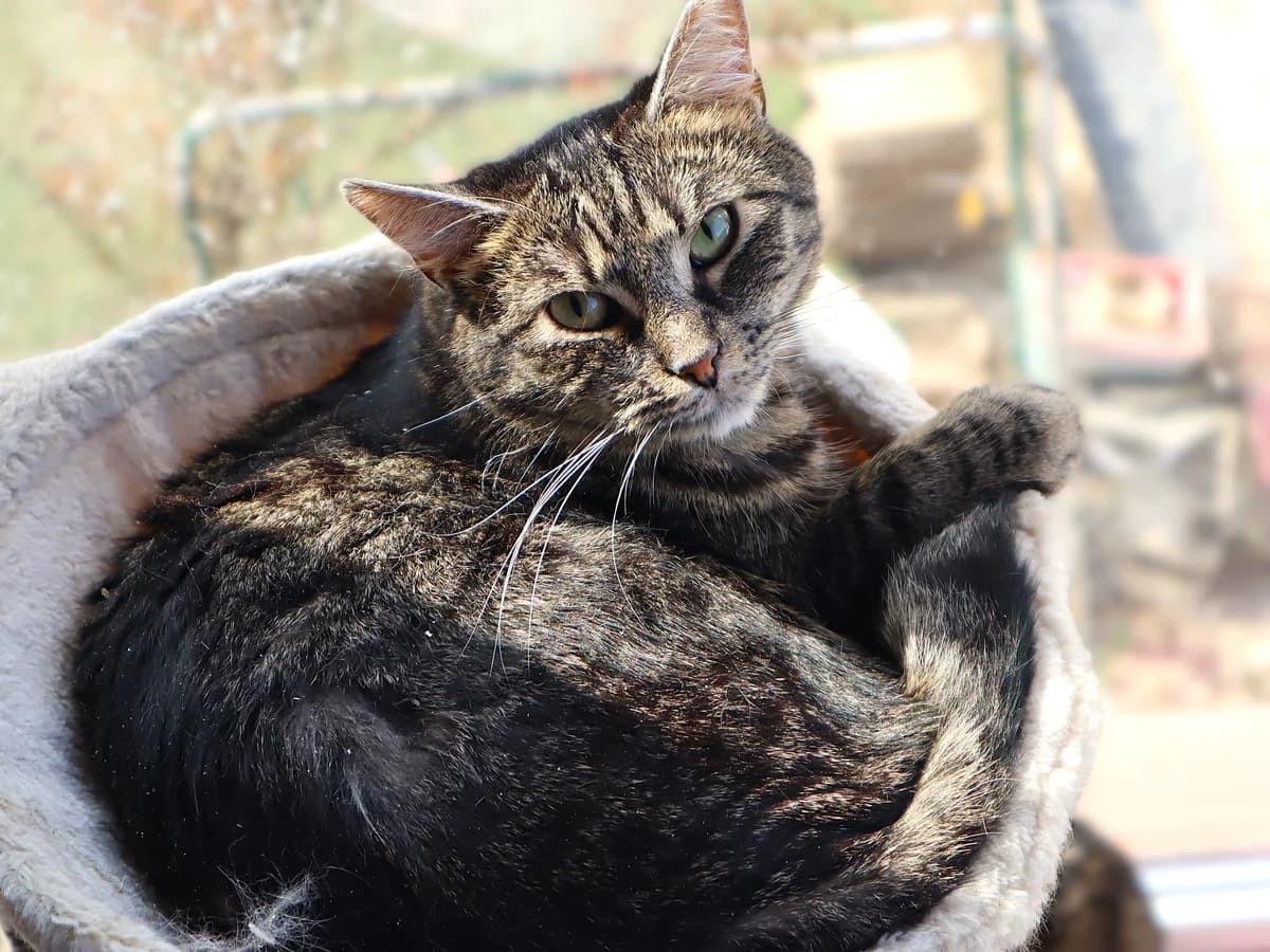 Riska (Риська), Mixed Breed for adoption at PetCare Притулок для котів (Ужгород), Uzhhorod