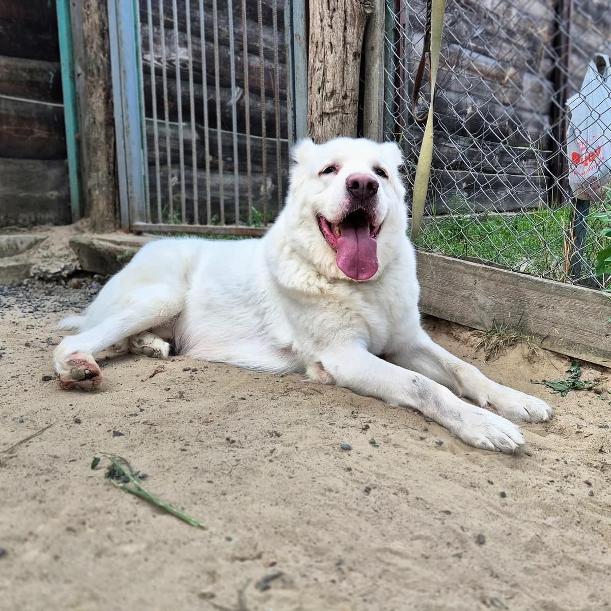 Umka (Умка), male 4yo mixed breed for adoption at Sirius Shelter, Kyiv