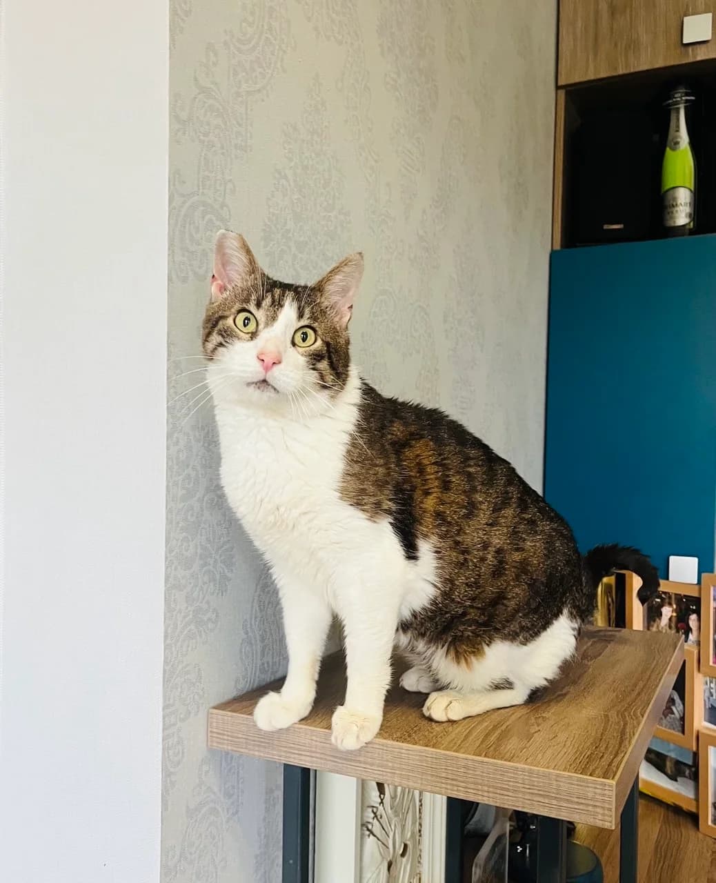 Filya (Філя), male senior mixed breed for adoption at Sirius Shelter, Kyiv