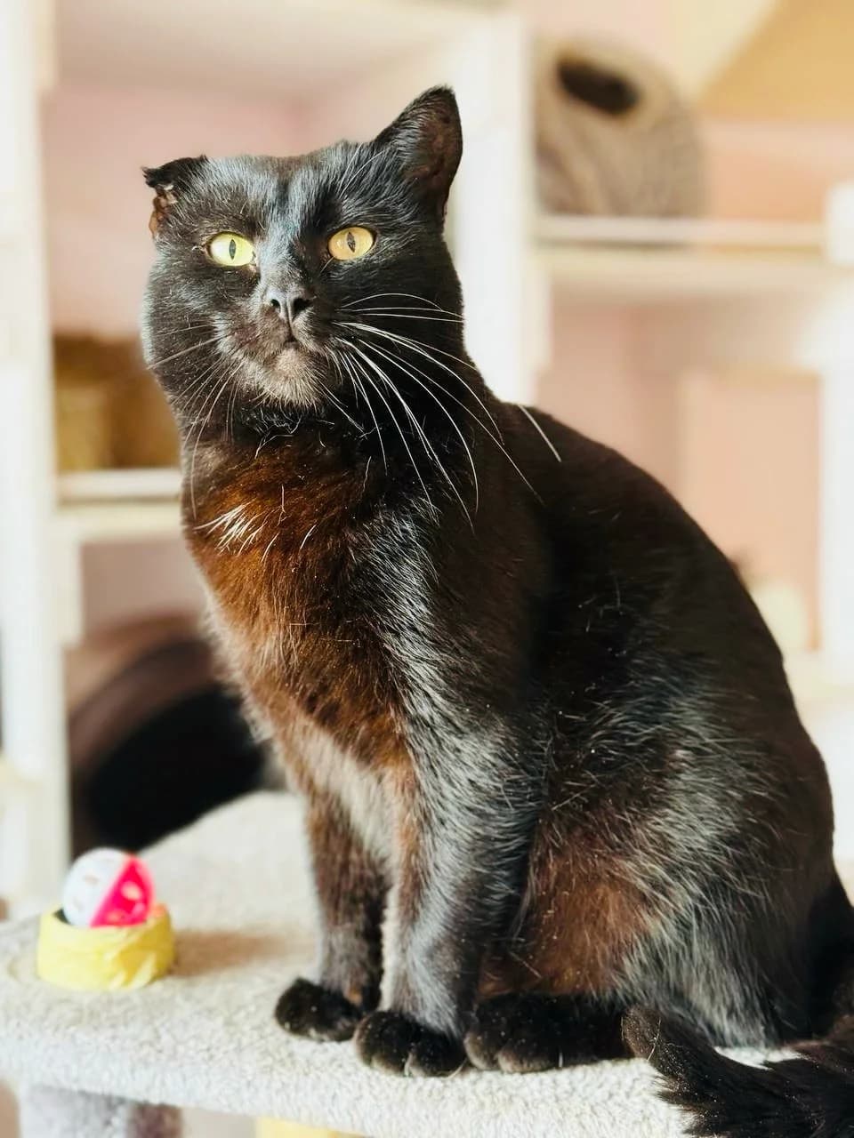 London (Лондон), male 3yo mixed breed for adoption at Sirius Shelter, Kyiv