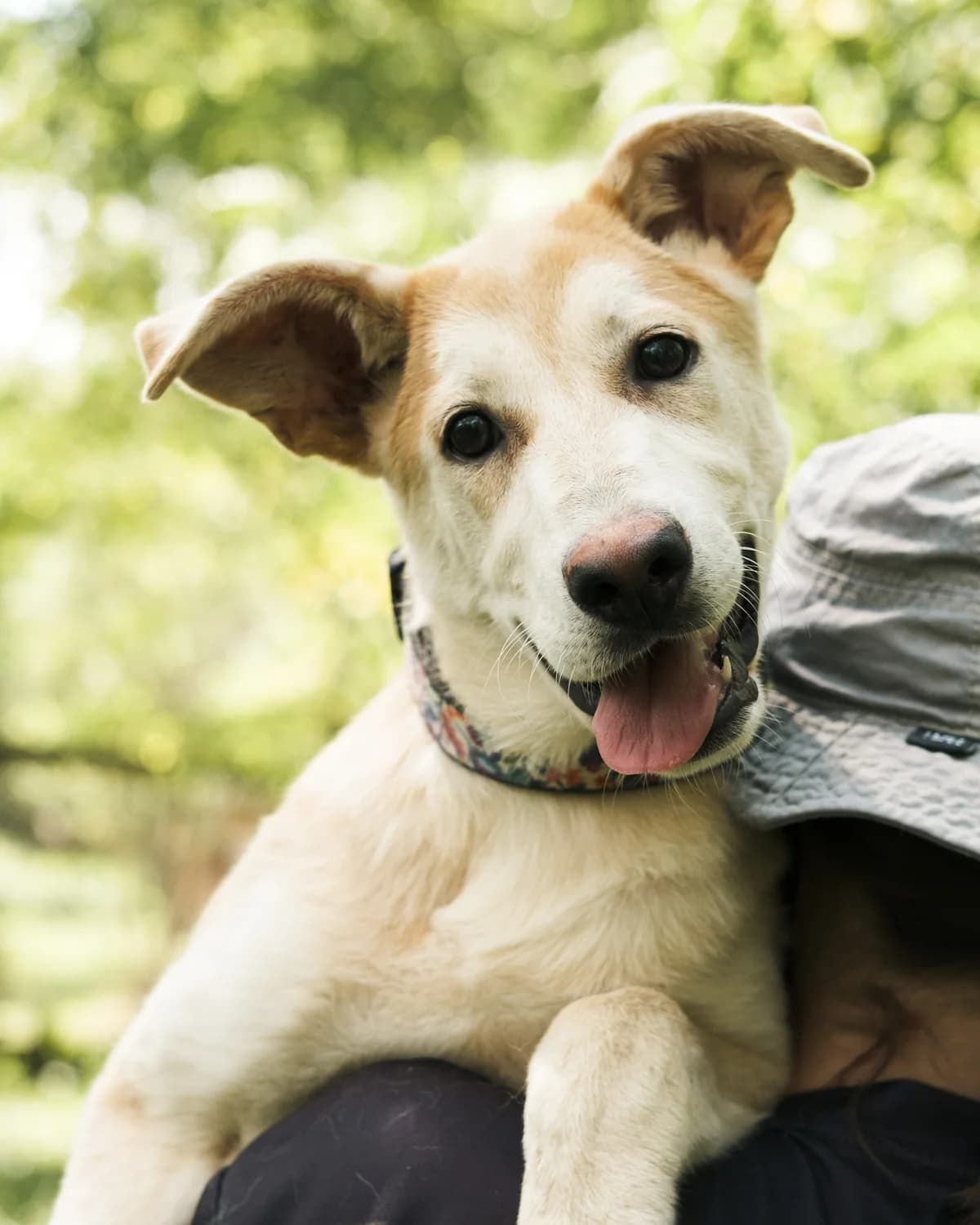 Iskra (Іскра), female puppy mixed breed for adoption at Sirius Shelter, Kyiv