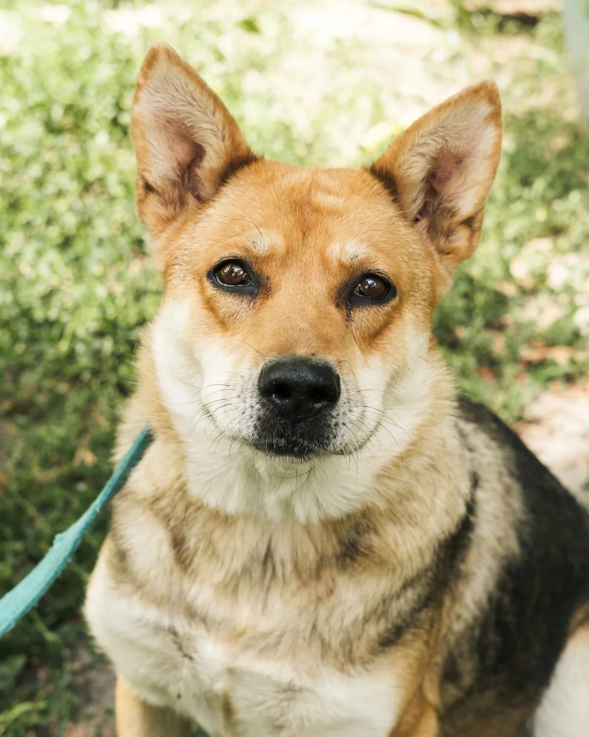 Dina (Діна), female 4yo mixed breed for adoption at Sirius Shelter, Kyiv