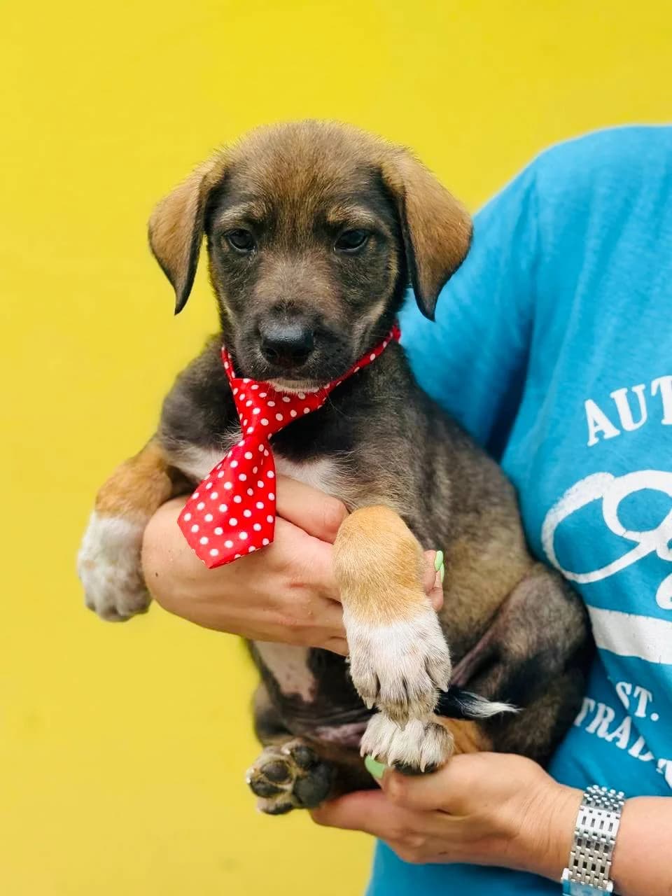 Pufik (Пуфік), male puppy mixed breed for adoption at Sirius Shelter, Kyiv