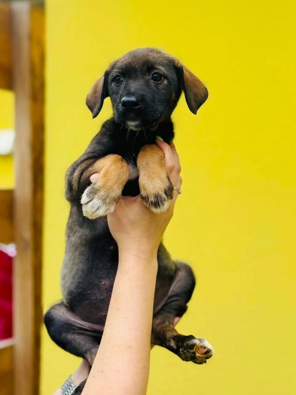 Gannusya (Ганнуся), female puppy mixed breed for adoption at Sirius Shelter, Kyiv