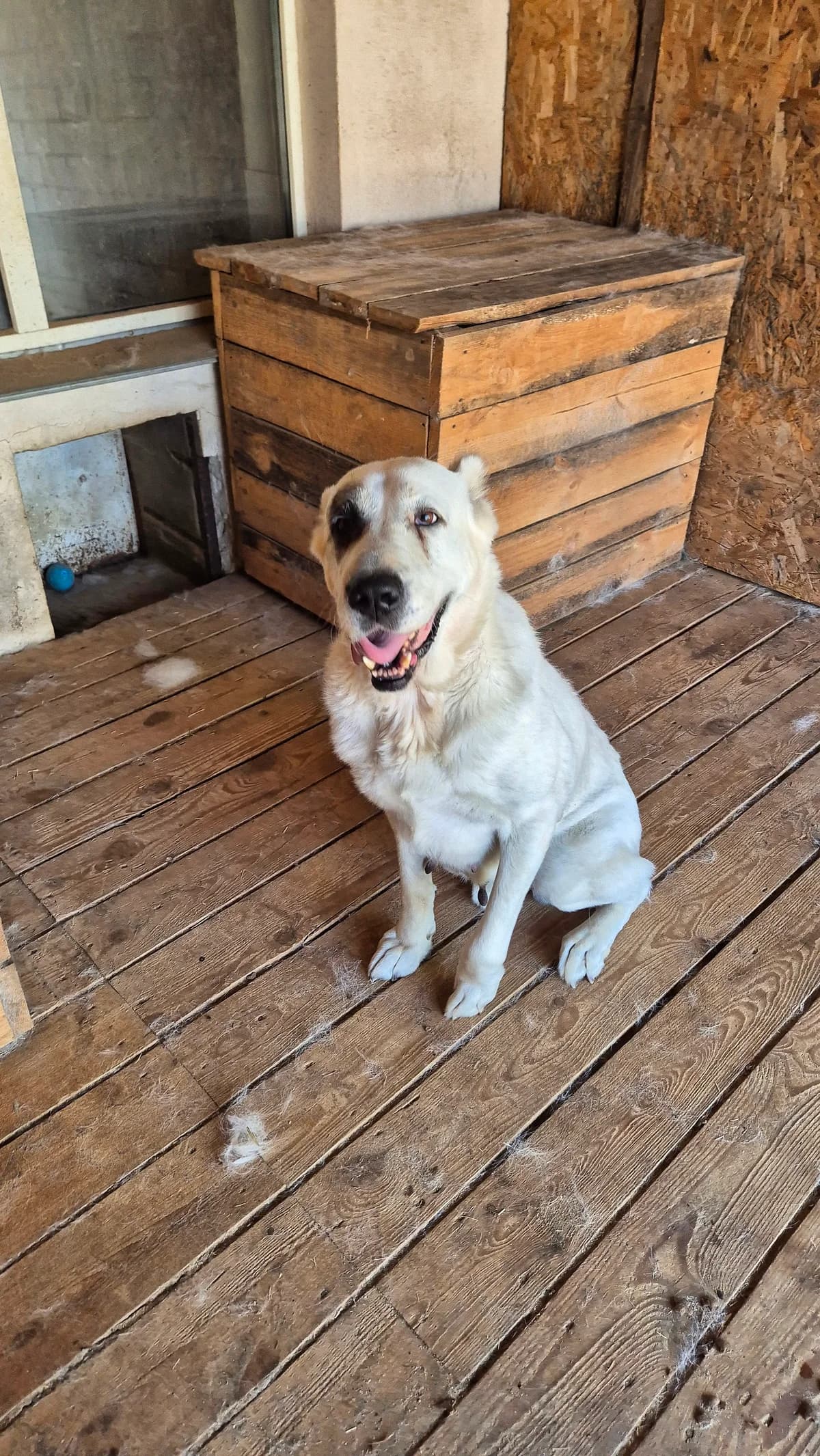Dzhesika (Джесіка), female 5yo mixed breed for adoption at Sirius Shelter, Kyiv