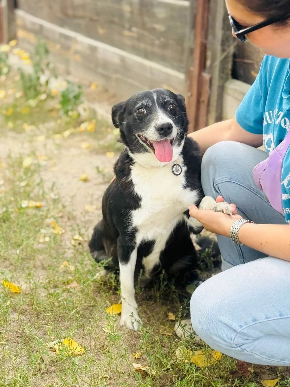 Roza (Роза), female senior mixed breed for adoption at Sirius Shelter, Kyiv