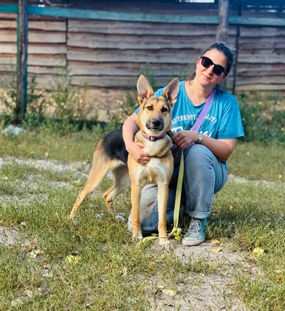 Dzhessi (Джессі), female young mixed breed for adoption at Sirius Shelter, Kyiv