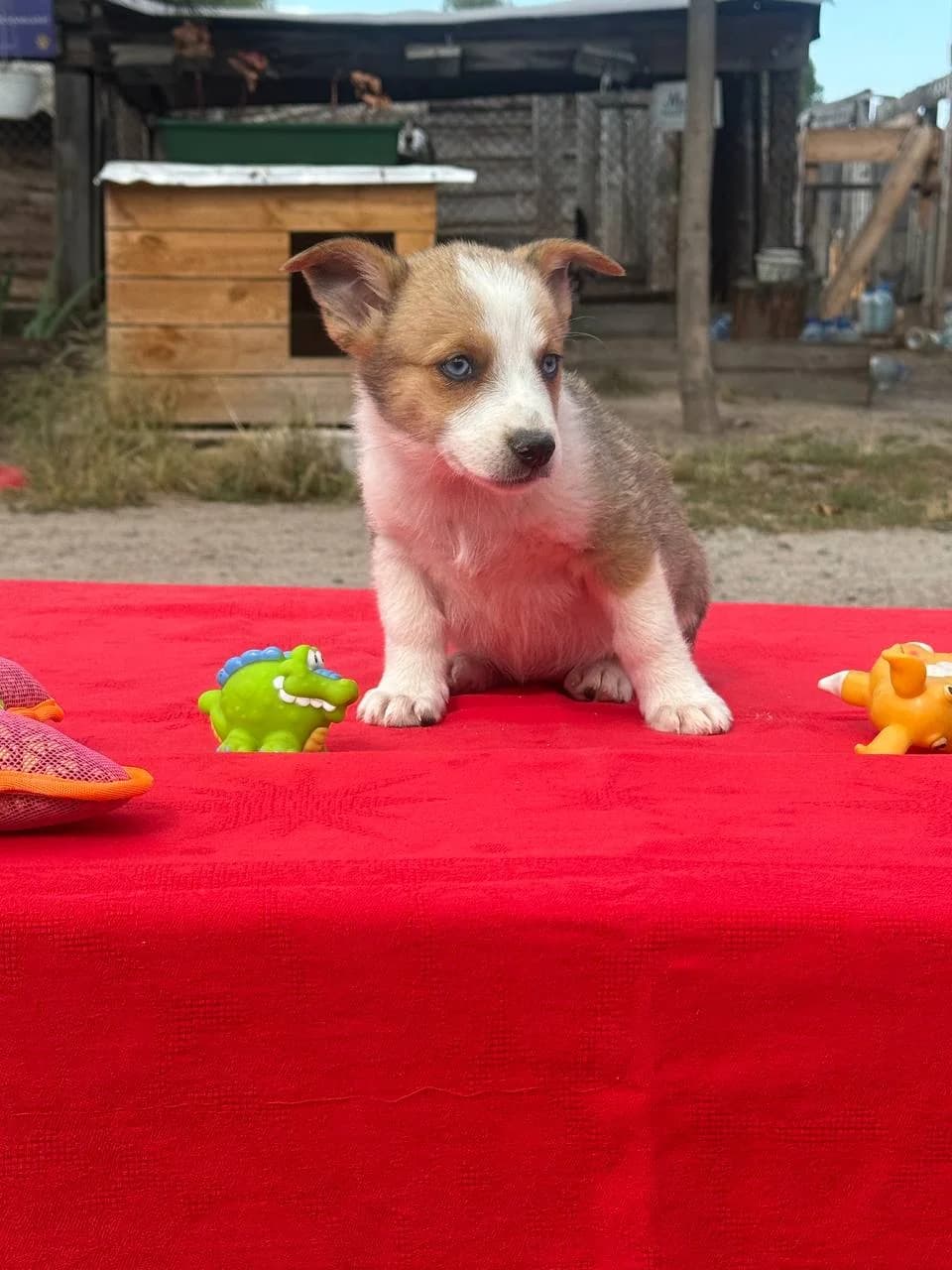 Emma (Емма), female puppy mixed breed for adoption at Sirius Shelter, Kyiv