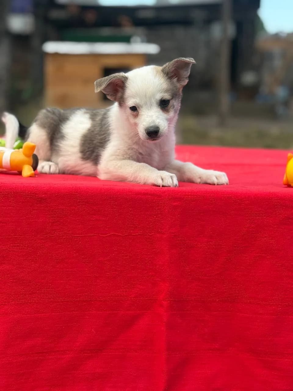 Dzhek (Джек), male puppy mixed breed for adoption at Sirius Shelter, Kyiv