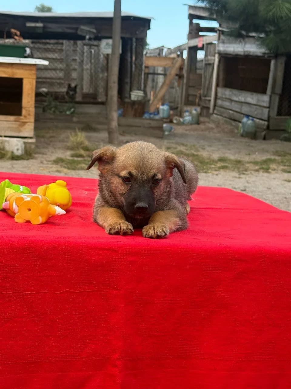 Morti (Морті), male puppy mixed breed for adoption at Sirius Shelter, Kyiv