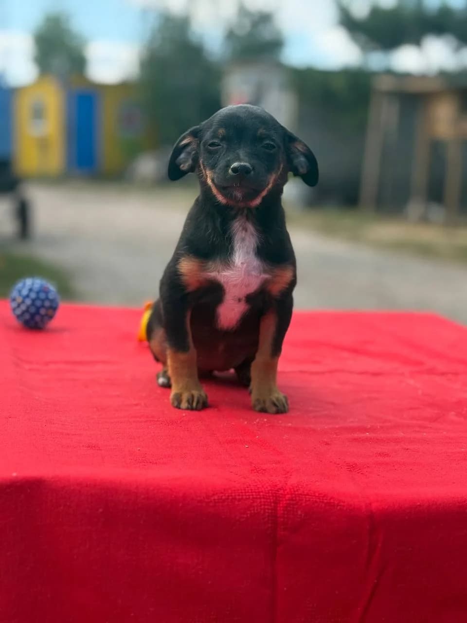 Monika (Моніка), female puppy mixed breed for adoption at Sirius Shelter, Kyiv