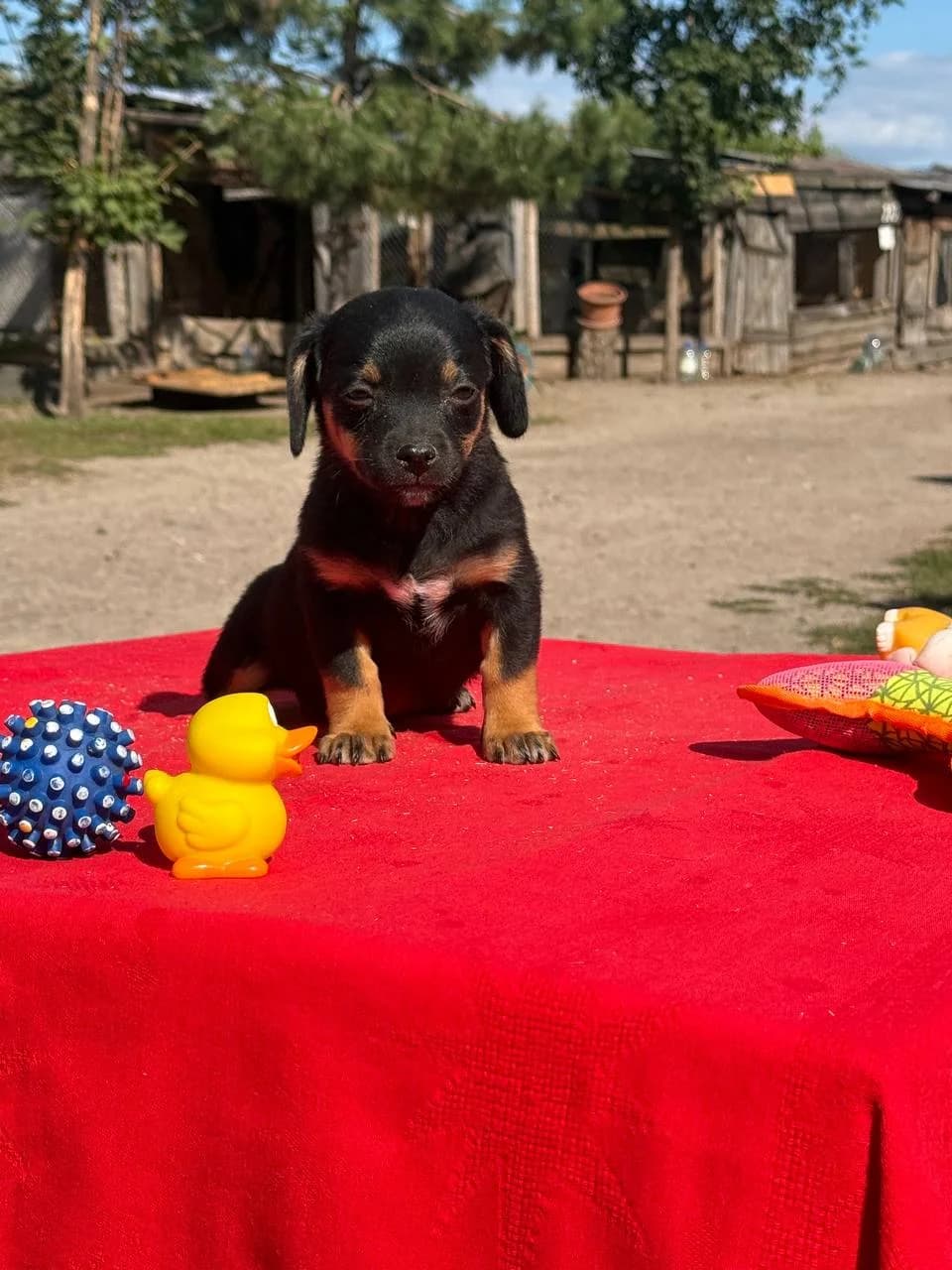 Fanya (Фаня), female puppy mixed breed for adoption at Sirius Shelter, Kyiv