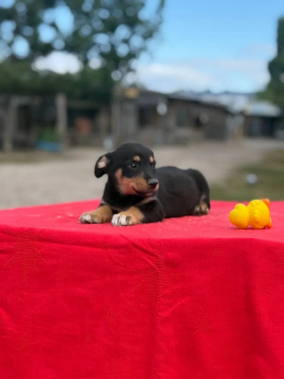 Volli (Воллі), female puppy mixed breed for adoption at Sirius Shelter, Kyiv