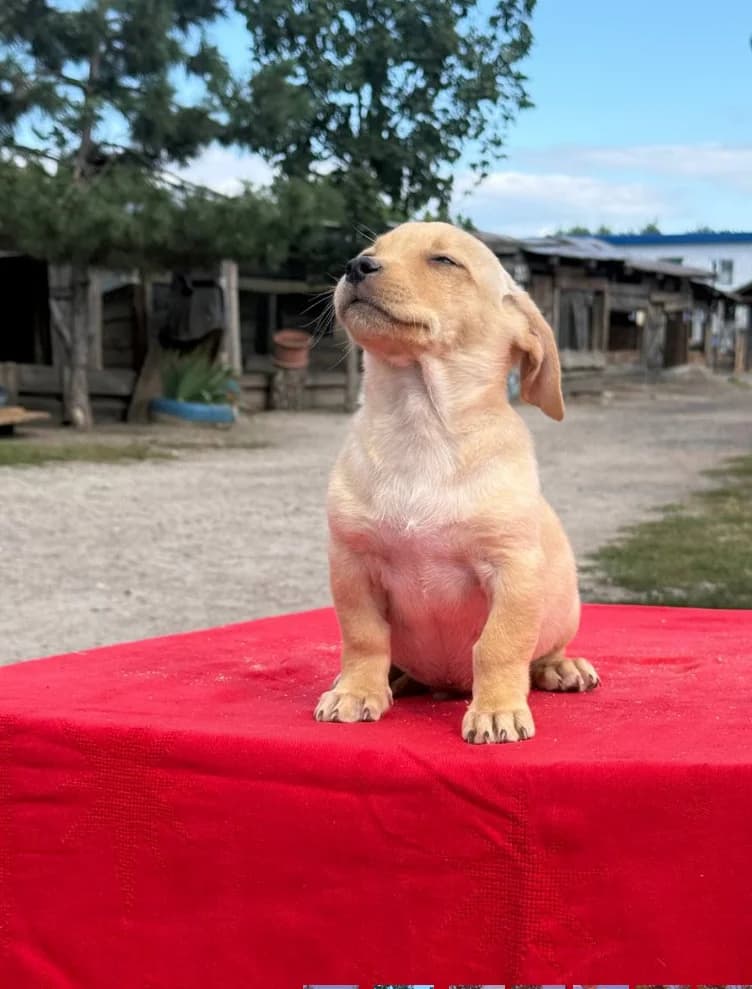 Rolli (Роллі), male puppy mixed breed for adoption at Sirius Shelter, Kyiv