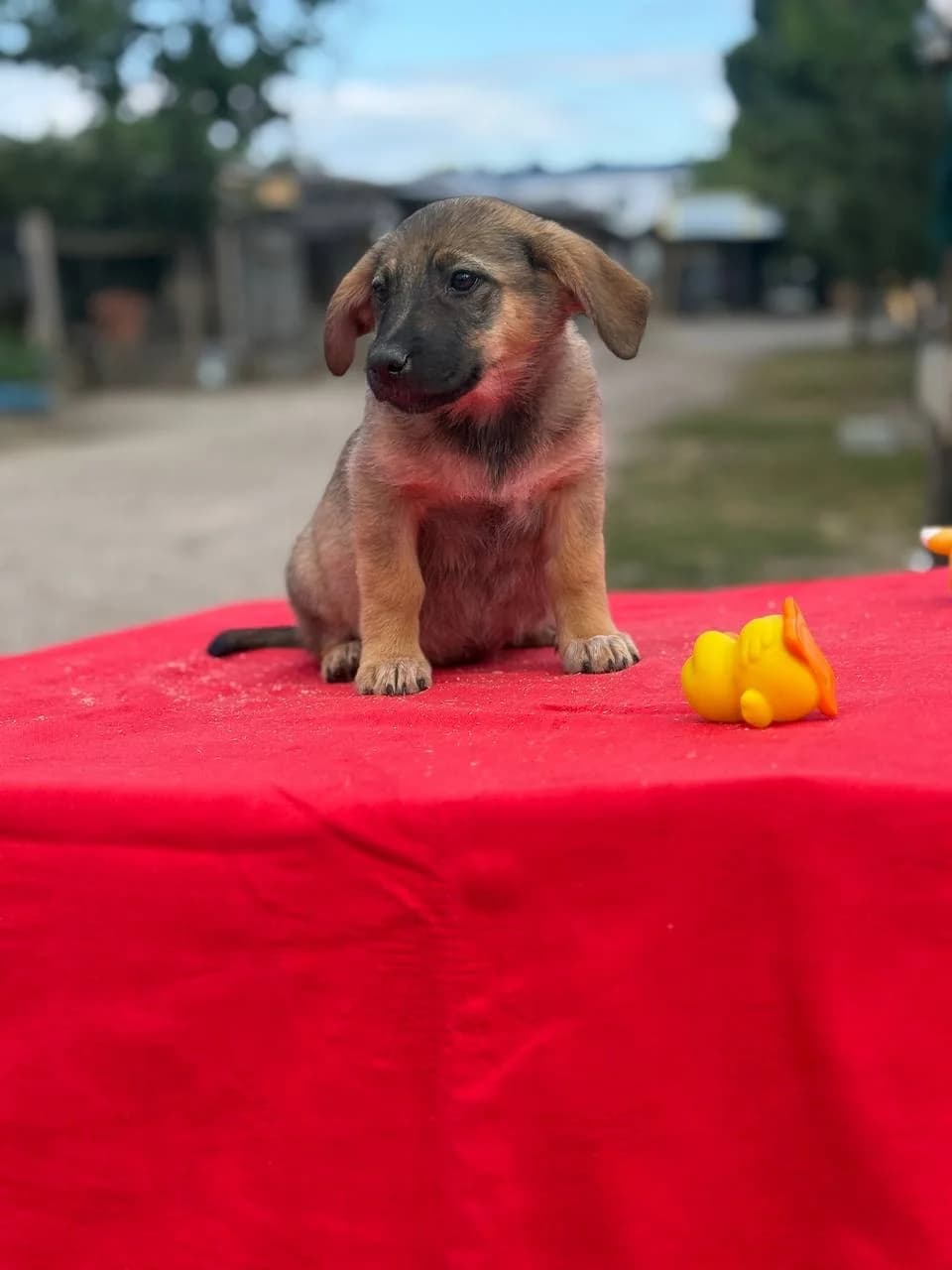 Kristi (Крісті), female puppy mixed breed for adoption at Sirius Shelter, Kyiv