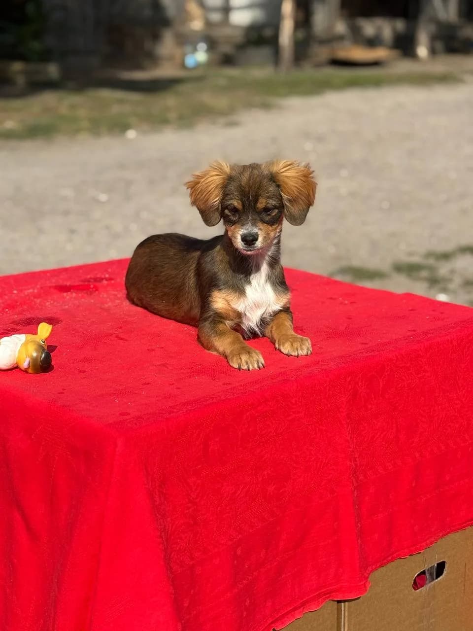 Penni (Пенні), female puppy mixed breed for adoption at Sirius Shelter, Kyiv