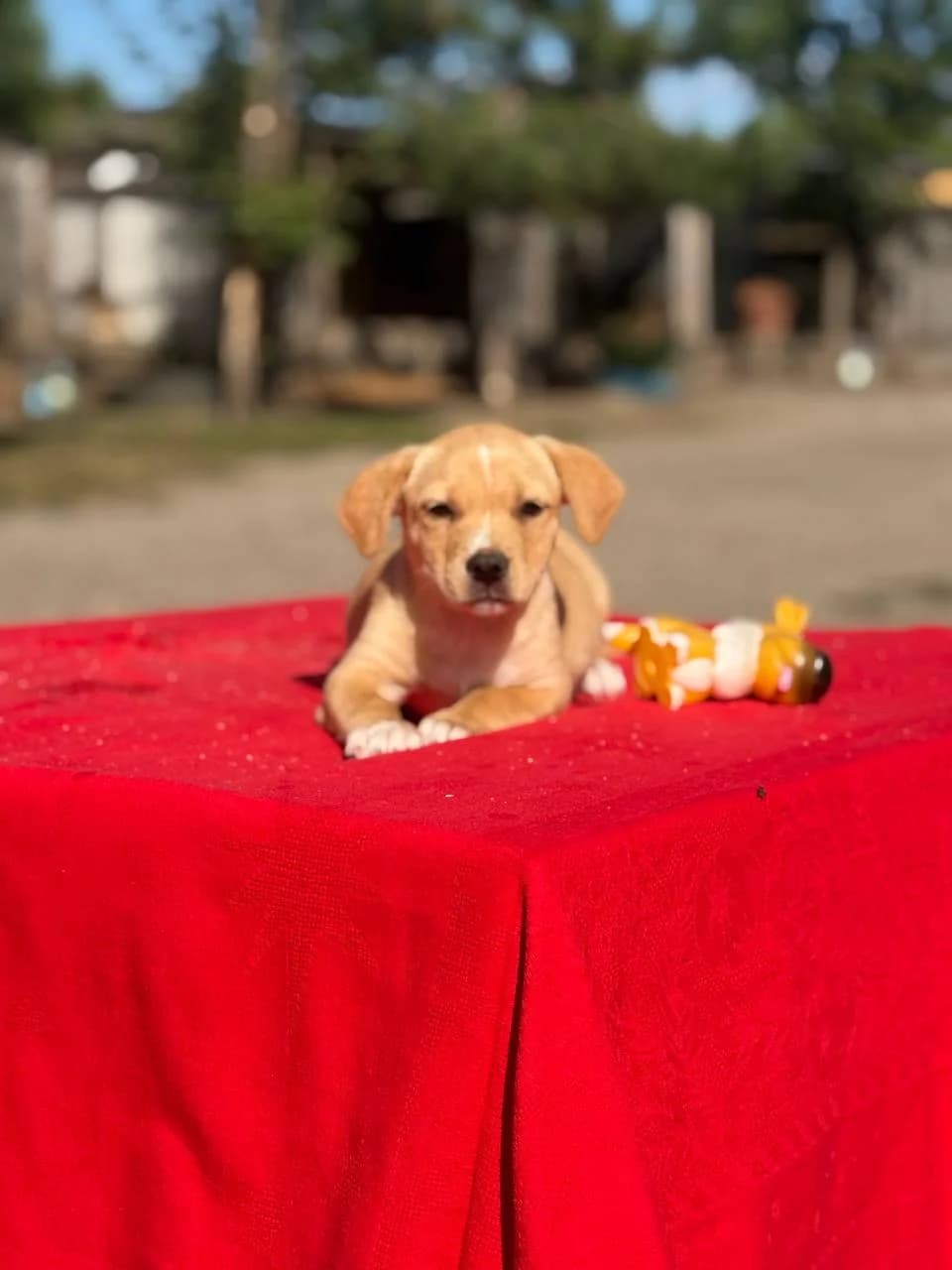 Rafaello (Рафаелло), male puppy mixed breed for adoption at Sirius Shelter, Kyiv