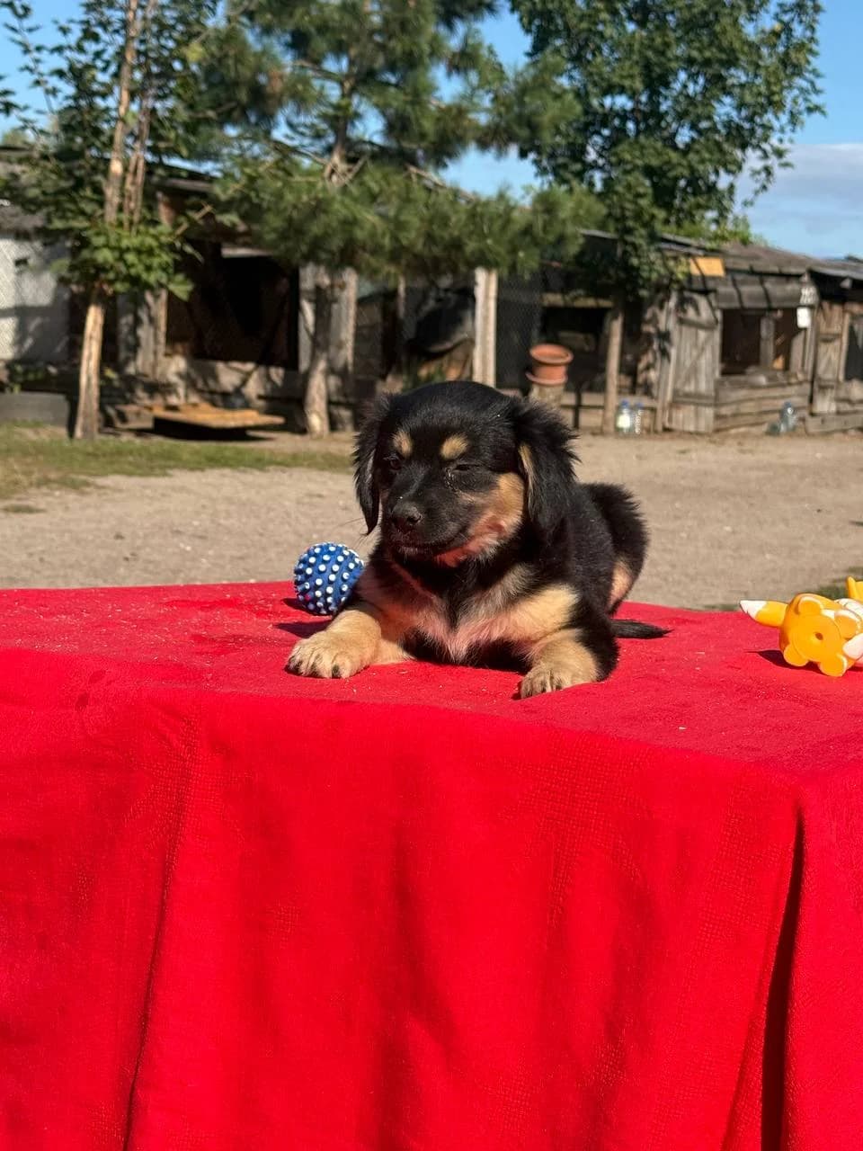 Eypril (Ейпріл), female puppy mixed breed for adoption at Sirius Shelter, Kyiv