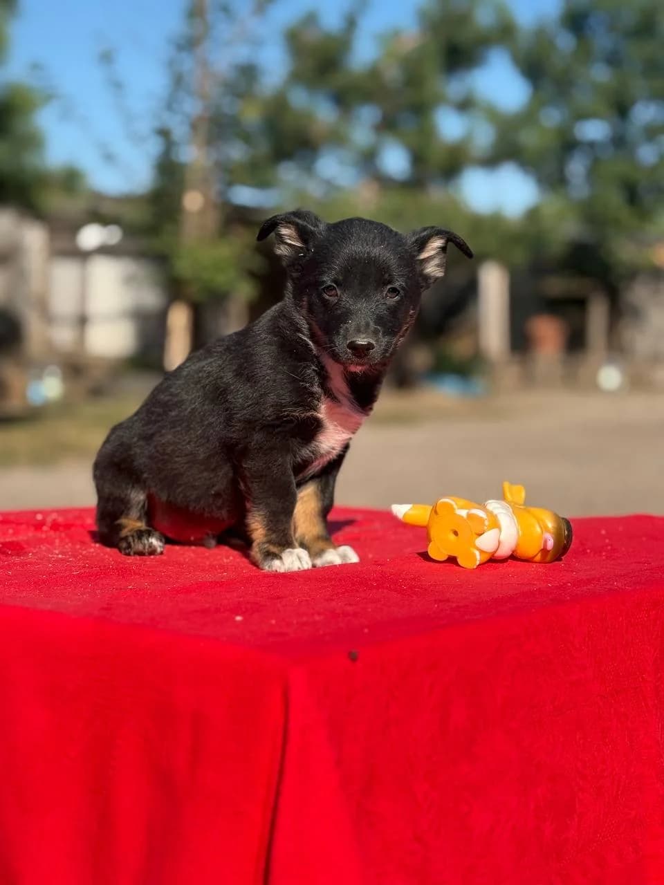 Mikelandzhelo (Мікеланджело), male puppy mixed breed for adoption at Sirius Shelter, Kyiv