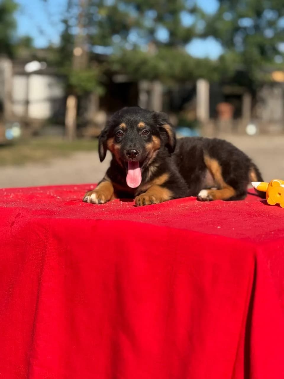 Donatello (Донателло), male puppy mixed breed for adoption at Sirius Shelter, Kyiv