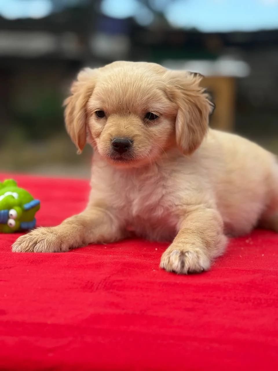 Simba (Сімба), male puppy mixed breed for adoption at Sirius Shelter, Kyiv