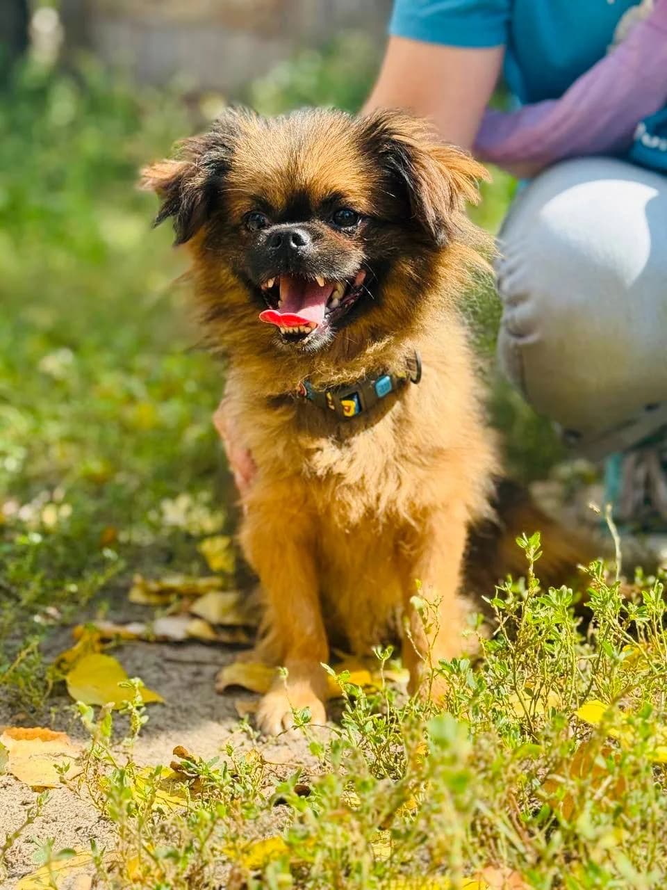 Semen (Семен), male 3yo mixed breed for adoption at Sirius Shelter, Kyiv