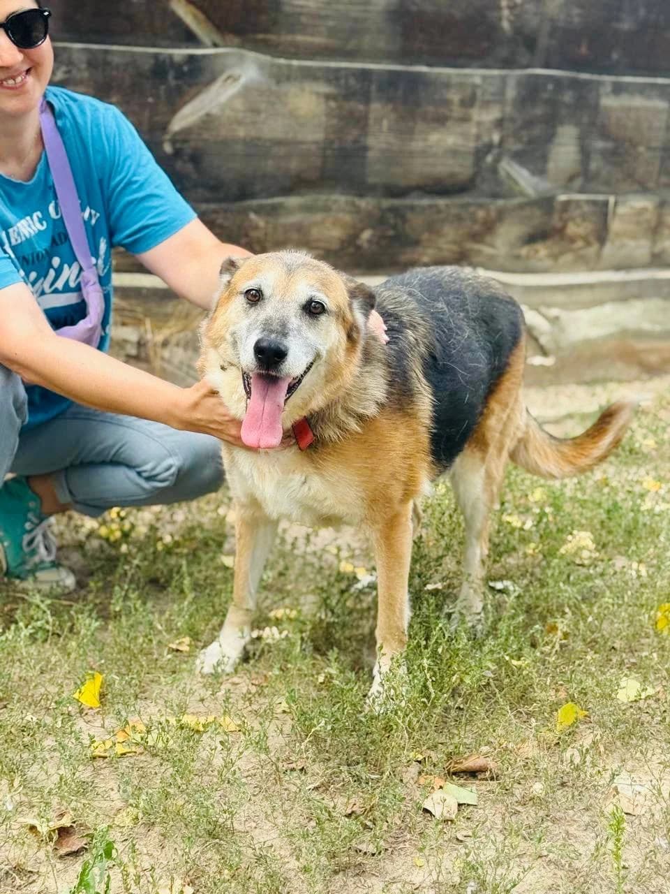 Mamasita (Мамасіта), female senior mixed breed for adoption at Sirius Shelter, Kyiv
