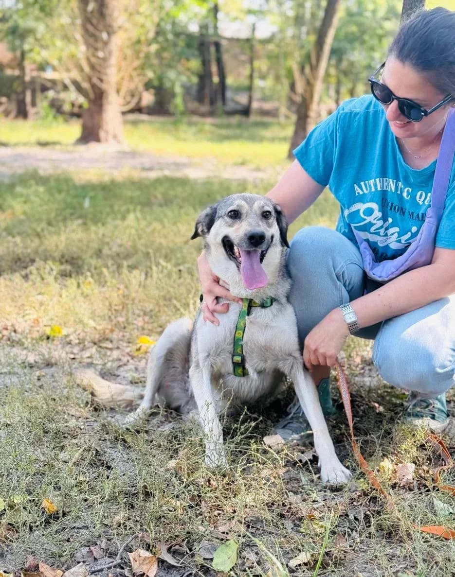 Lyusya (Люся), female young mixed breed for adoption at Sirius Shelter, Kyiv