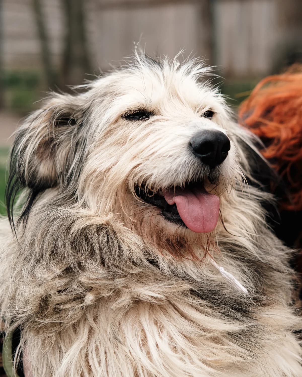 Bulik (Булік), male 4yo mixed breed for adoption at Sirius Shelter, Kyiv