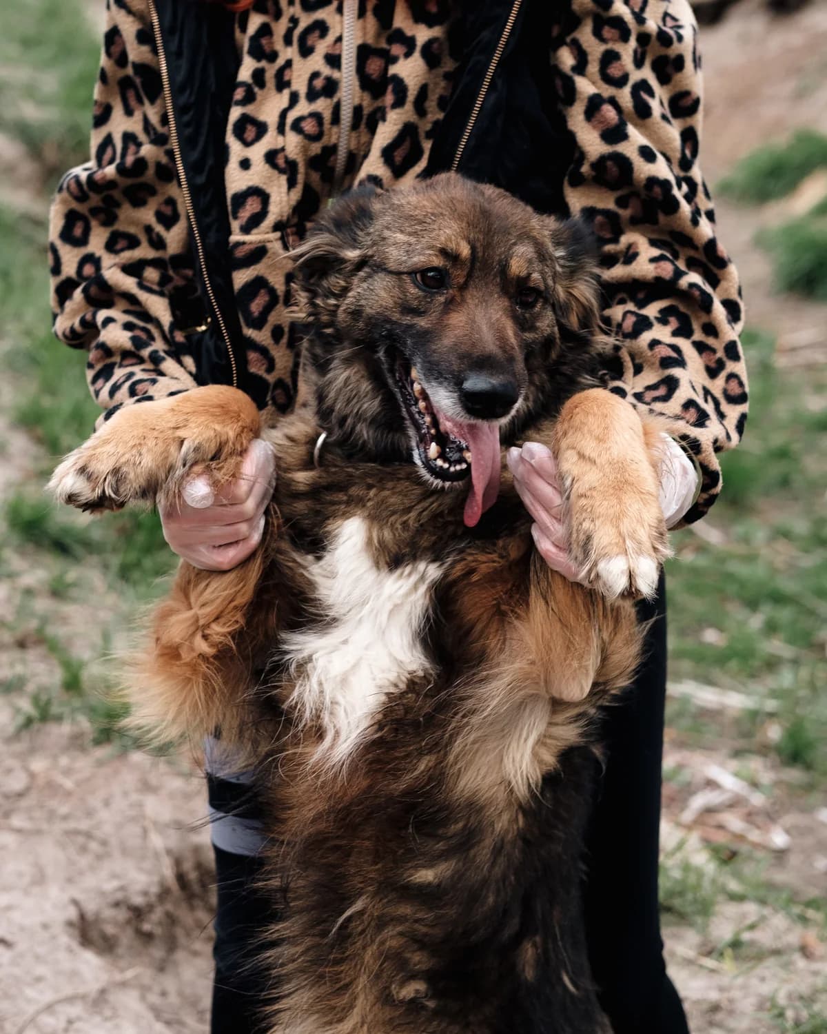 Aystra (Айстра), female 5yo mixed breed for adoption at Sirius Shelter, Kyiv